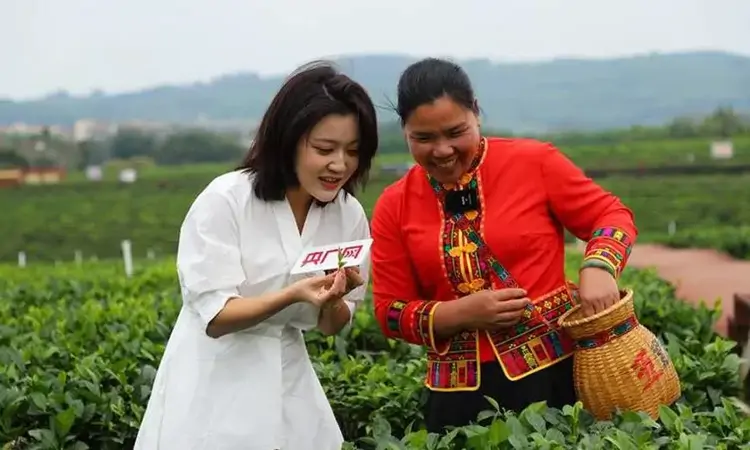 云遇丰收节·采茶春山上｜海南白沙：春茶吐新绿 采摘正当时