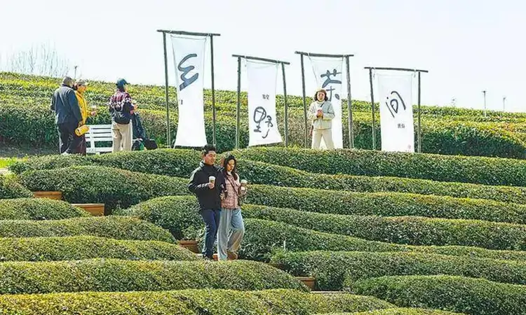 武汉柏泉茶园春茶开采