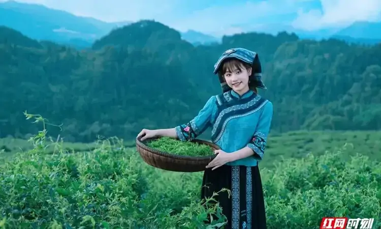 我在“国际张”寻找松弛感 | 山野喝茶听风 一场与自然相拥的雅致体验