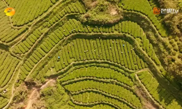 纪录片《安化黑茶》正式上线！看一片茶叶如何影响千年历史