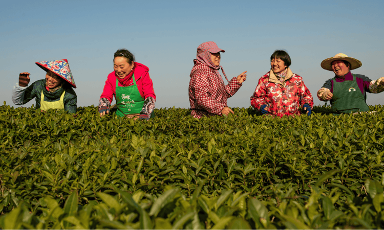 春茶开采！云雾深处“大佛龙井”茶香满园