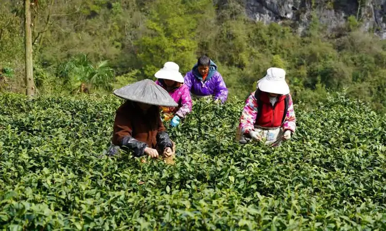 贵州瓮安：20万亩茶园开启采摘“黄金季”