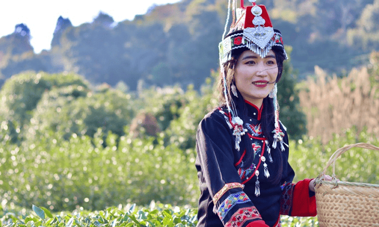 云遇丰收节·采茶春山上｜歌舞庆茶丰 兴业富山乡