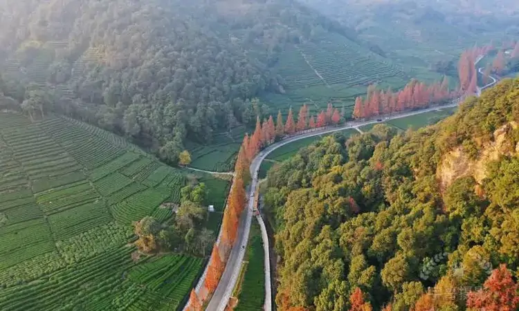 西湖龙井已开采！想要了解龙井茶，