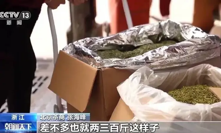 多地春茶开启采摘热潮 茶园“智慧大脑”增添科技范儿