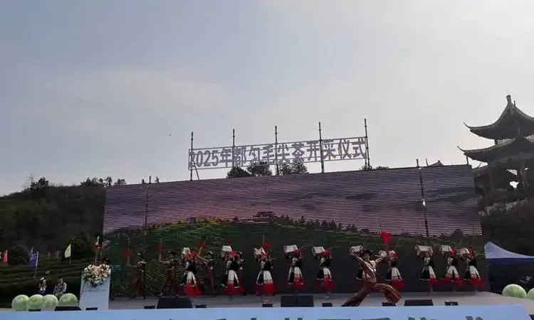 茶山染新绿!2025年“都匀毛尖”正式开采