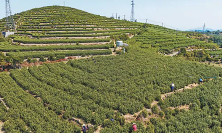 保障生产用电 助力春茶采摘