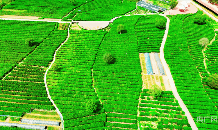 江西遂川:茶业焕生机 茶香飘万里