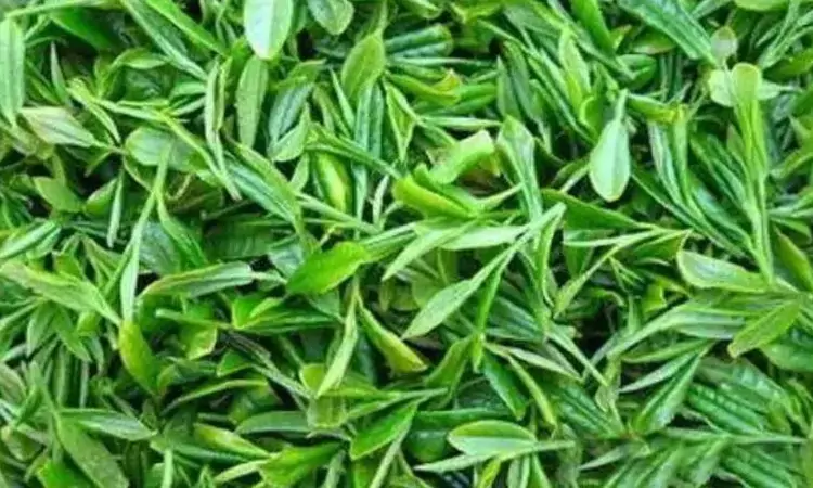 烘青绿茶极品:天山绿茶