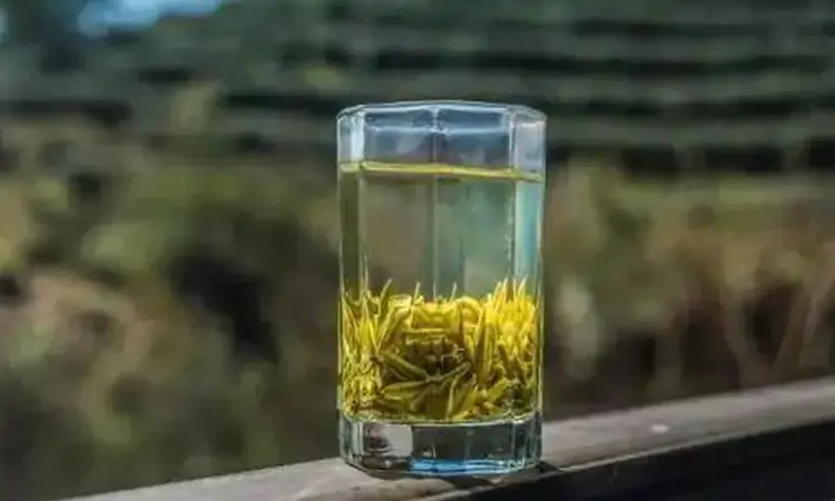 定军茗眉:秦岭深处的绿茶传奇