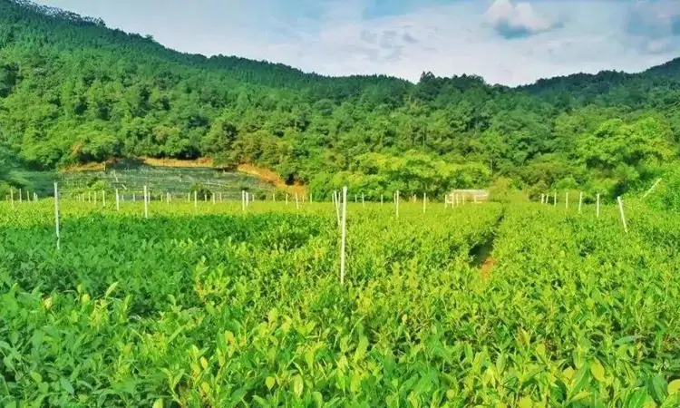 岭南绿茶珍品:古劳茶