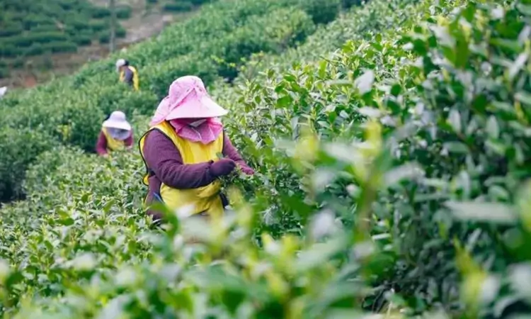 芜湖市繁昌区孙村镇梅冲白茶园迎来正式开采