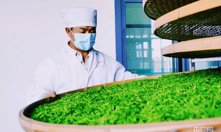 河南桐柏：春茶开采万家乐