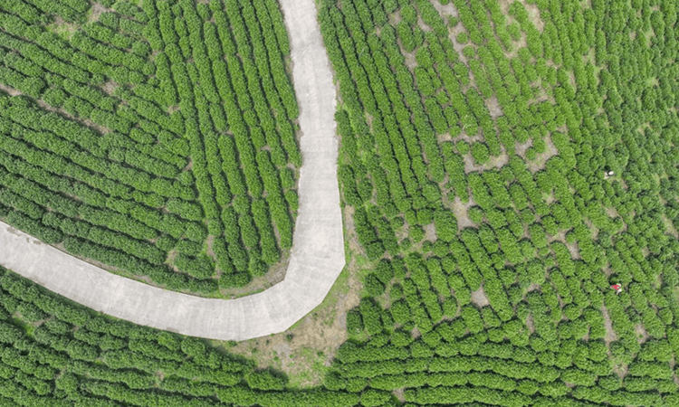 春茶采摘正当时！湖南江华奏响助农增收致富曲