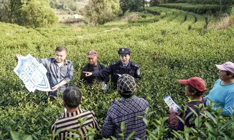 安徽宿松：“预防警务”筑牢采茶季“平安防线”