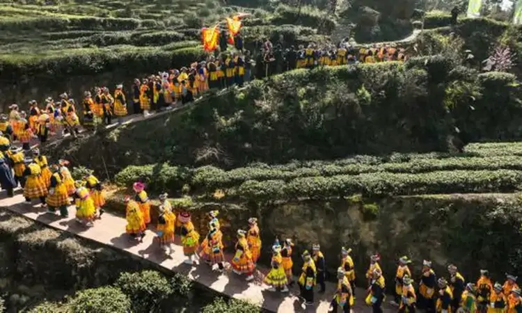 古蔺马嘶开山祭茶 ：感恩自然，祈愿丰收