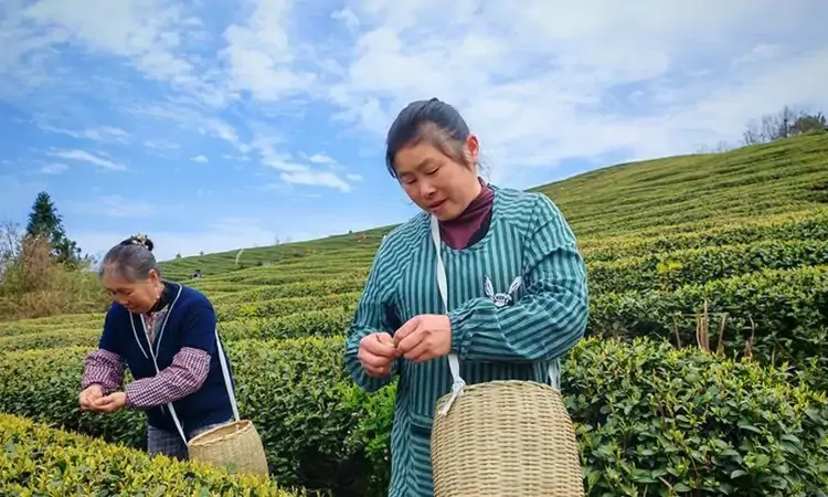 仁怀九仓镇：万亩茶叶开采 茶旅新消费火热