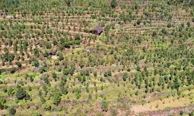 春到习水茶满山 古树“春梢”值万钱