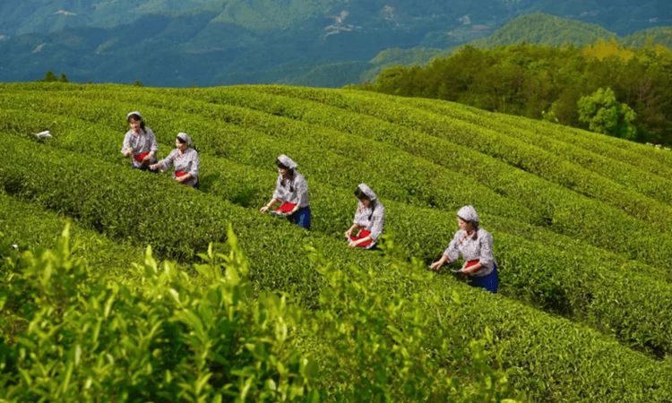 十万指尖采新绿！黔山茶浪撞开全球贸易链的春天