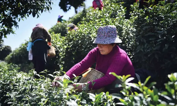 安徽宁国：春茶抢“鲜”开采