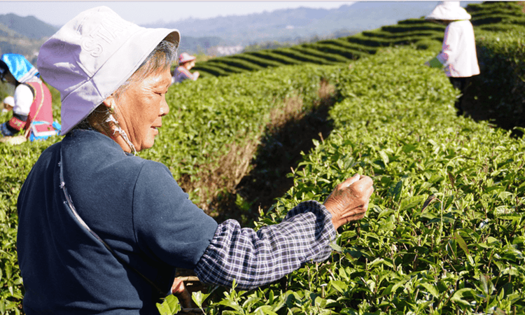 贵州六枝：采茶春山上 飘香满山头