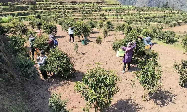 贵州习水：春茶飘香满山头