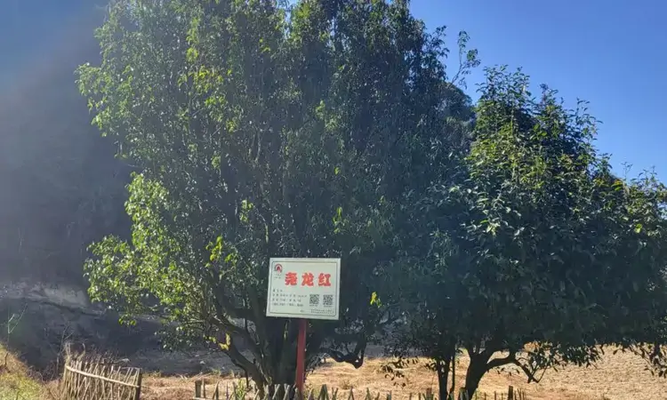 深山绿叶生“金”！古茶树飘出新茶香