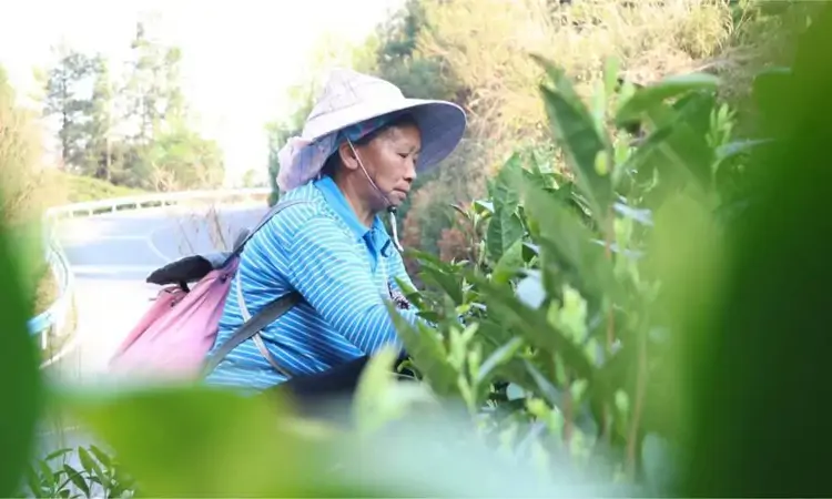 “绿叶子”变“金叶子” 贵州独山影山镇春茶开采