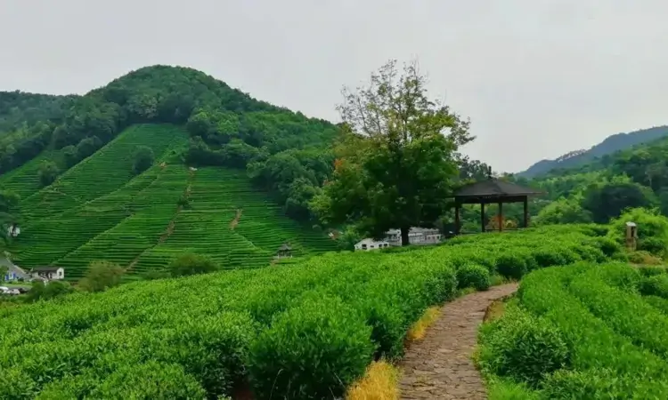 西湖龙井的“狮龙云虎梅”