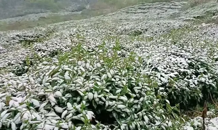 四季财经|茗春香:“茶叶+”破圈新玩法,如何写好“早”文章?