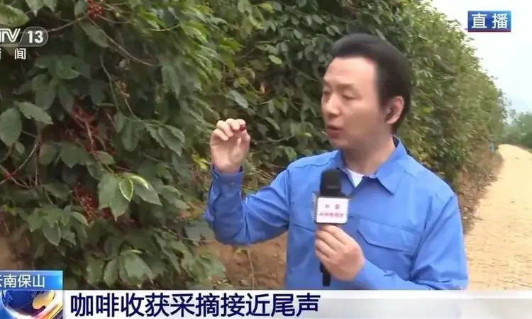 “左手咖啡右手茶” 两张产业名片助力云南经济腾飞