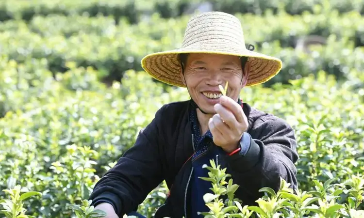 春茶抢“鲜”上市 贵州凯里茶园迎来采摘季