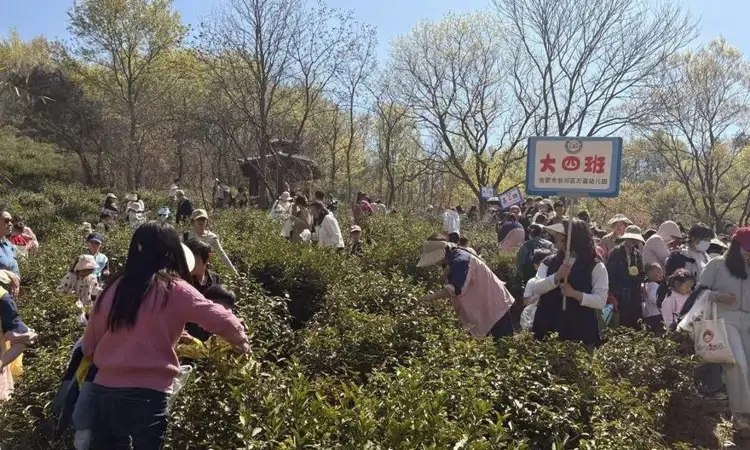 7000亩茶园成课堂 采茶研学“火出圈”
