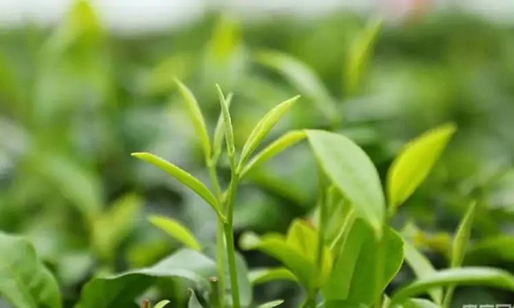 海南鲜品丨春染绿野茶香溢