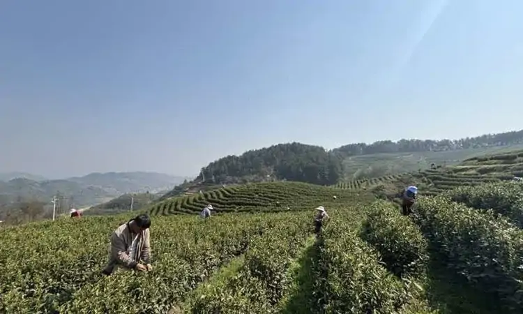 瓮安:明前新茶香 采摘加工忙