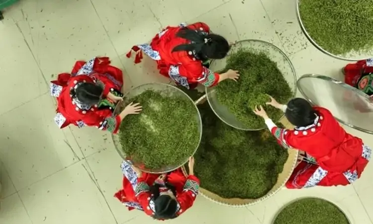 秀山:以茶兴业 以茶富民