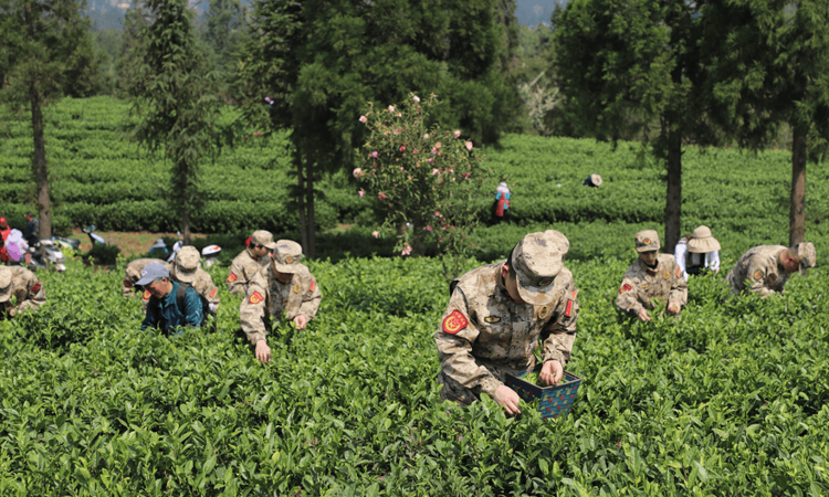 水城区人武部:茶山染新绿 民兵采茶忙