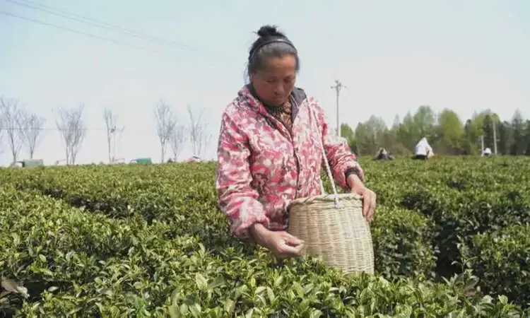 松桃:春茶吐绿 明前茶采摘正当时