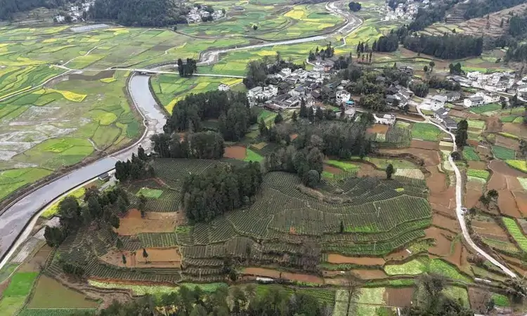 贵州务川:茶产业铺就乡村振兴“致富路”
