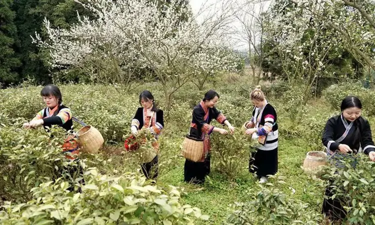 贵州平坝区齐伯镇:春茶开采 野生茶成新宠