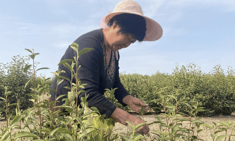河南唐河:新茶初绽采摘忙