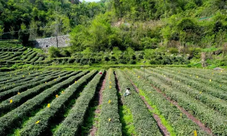 湖北省十堰市茅箭区:春茶开采 抢“鲜”上市