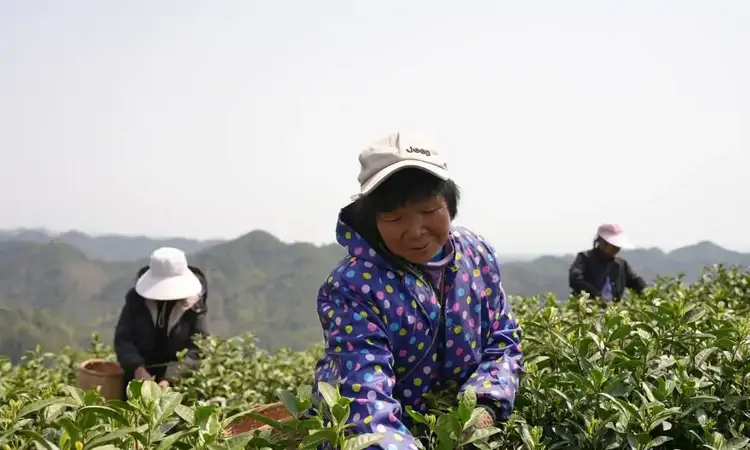贵州岑巩:生态白茶采摘忙 茶香四溢助增收