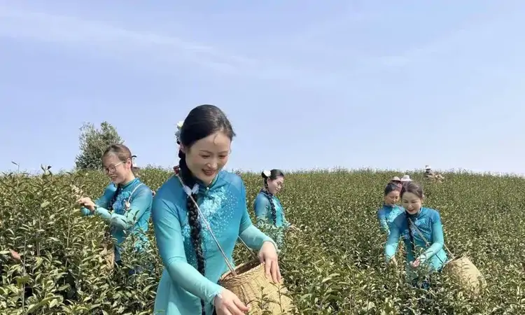庐江:种植“科技茶”荒山变“银行”