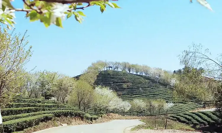 普定县猫洞乡:生态茶山迎来八方游客 茶旅融合赋能乡村振兴