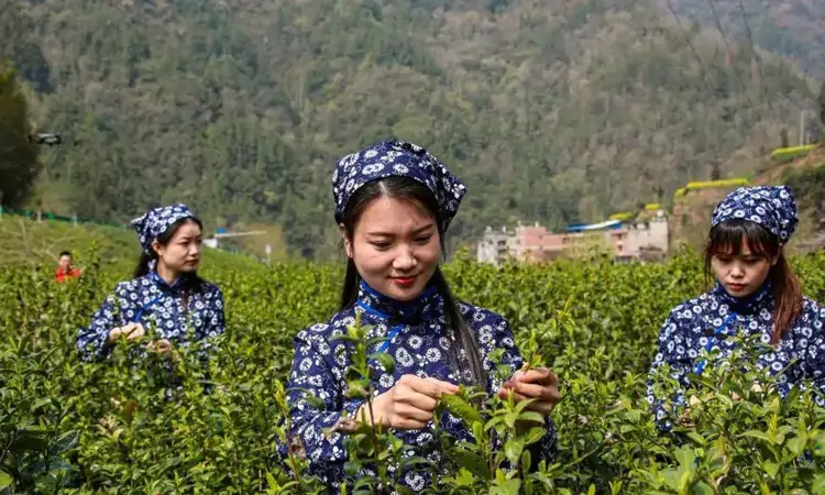 茶香袅袅富山乡 四川宣汉茶粮套种让“荒山”变“宝地”