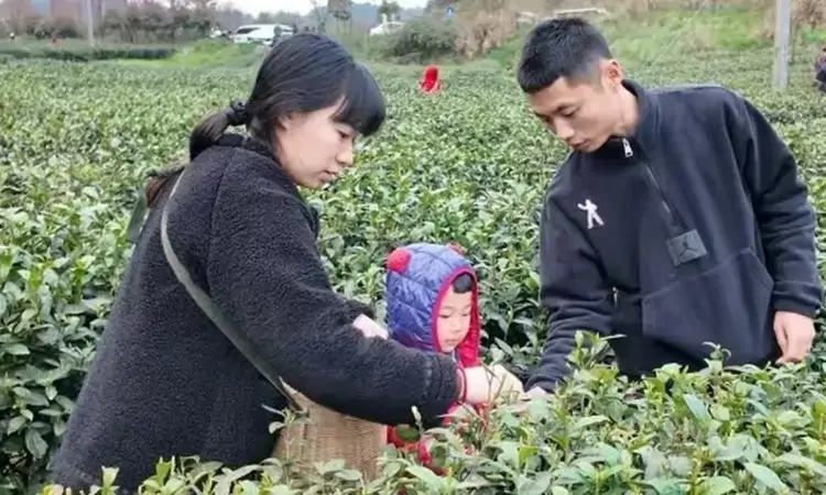 武隆:清明假期迎采茶热 非遗制茶体验受追捧