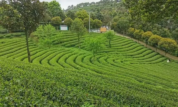开阳:推动茶旅融合发展 赋能乡村全面振兴