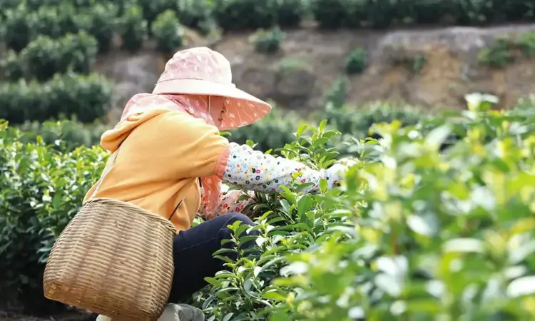 贵州独山:明前茶叶采制忙 黄金叶兴起“黄金业”