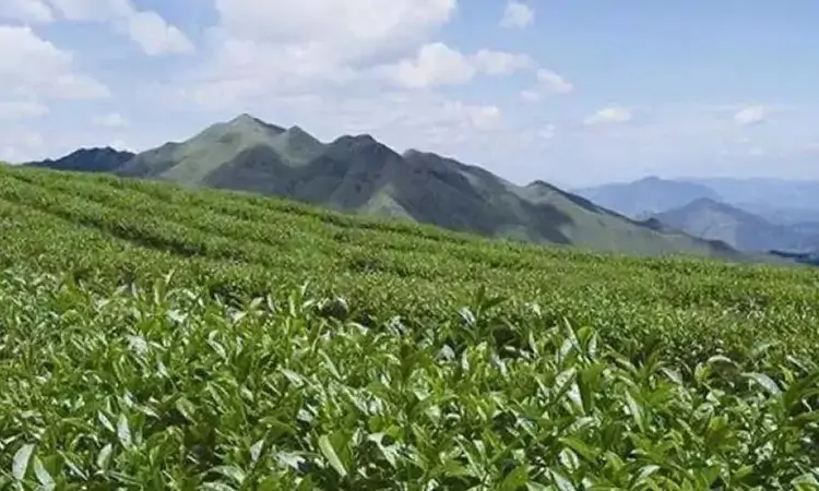 香气馥郁,滋味醇厚:高山云雾茶
